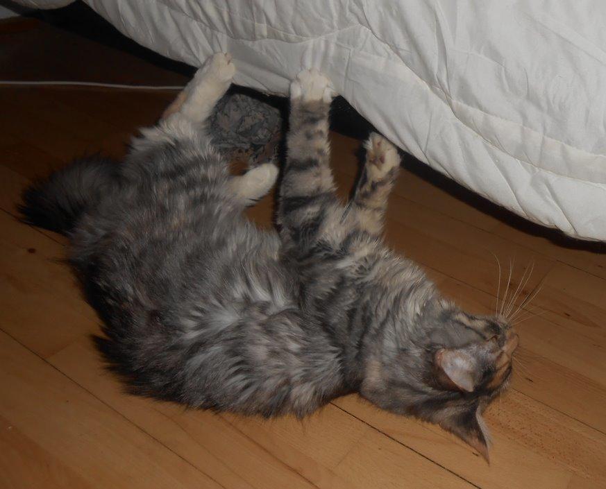 Blanding af racer Chili - ... så meget, at hun er gået spontant i sin første løbetid :) Næste step, sterilisering ;)  billede 8