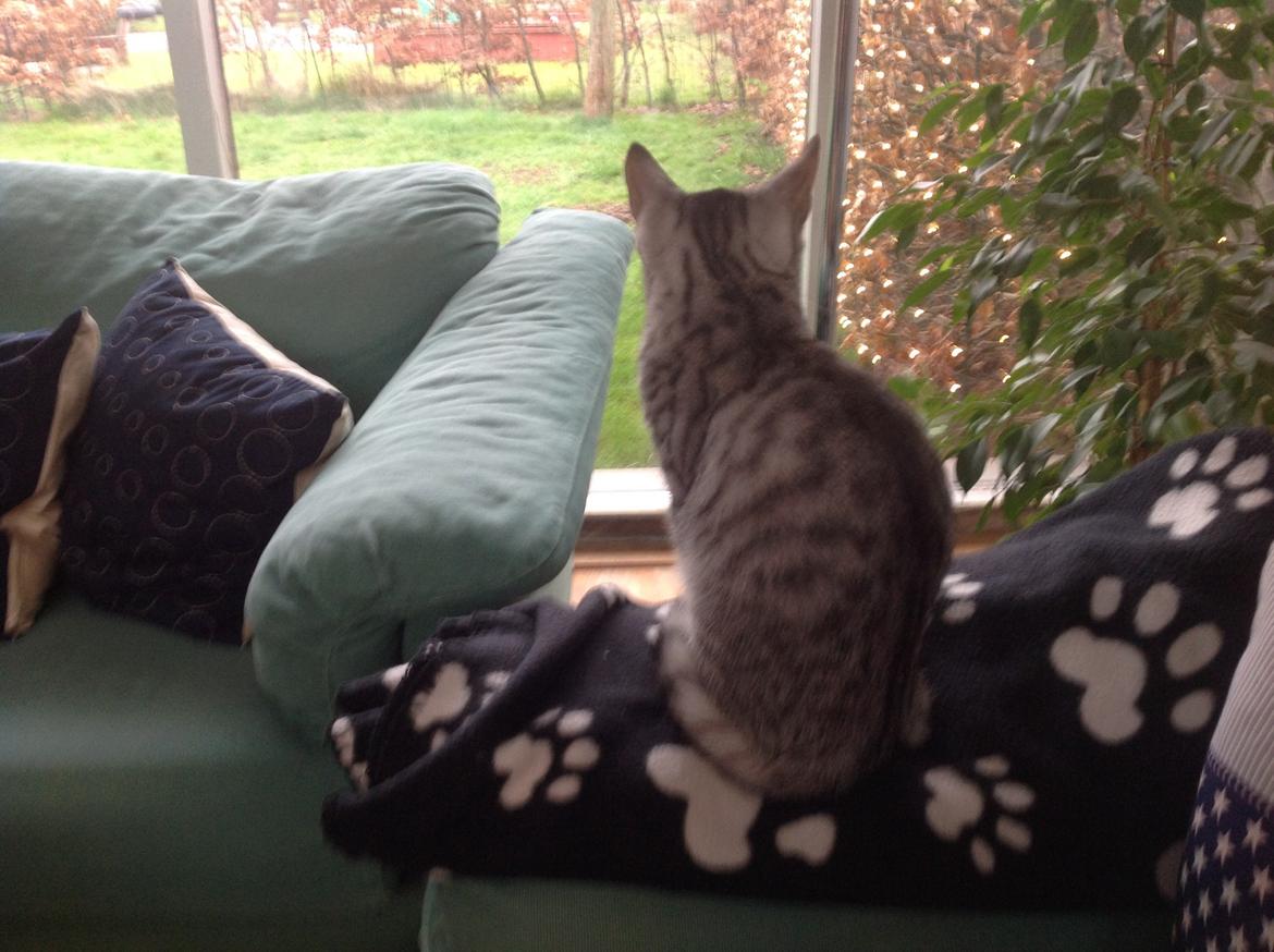 Europé Alex billede 2