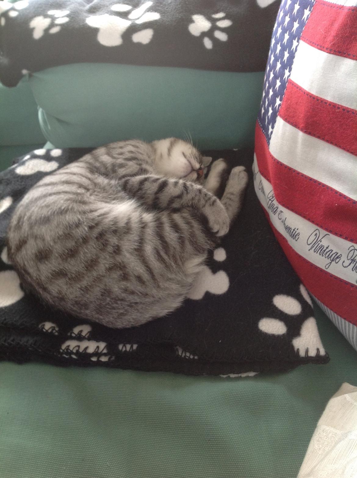 Europé Alex billede 1