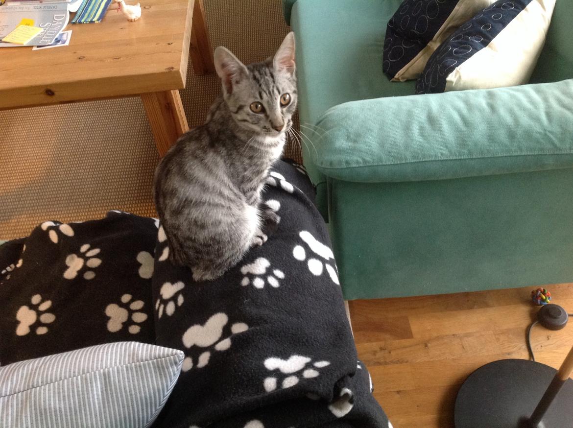 Europé Alex billede 3