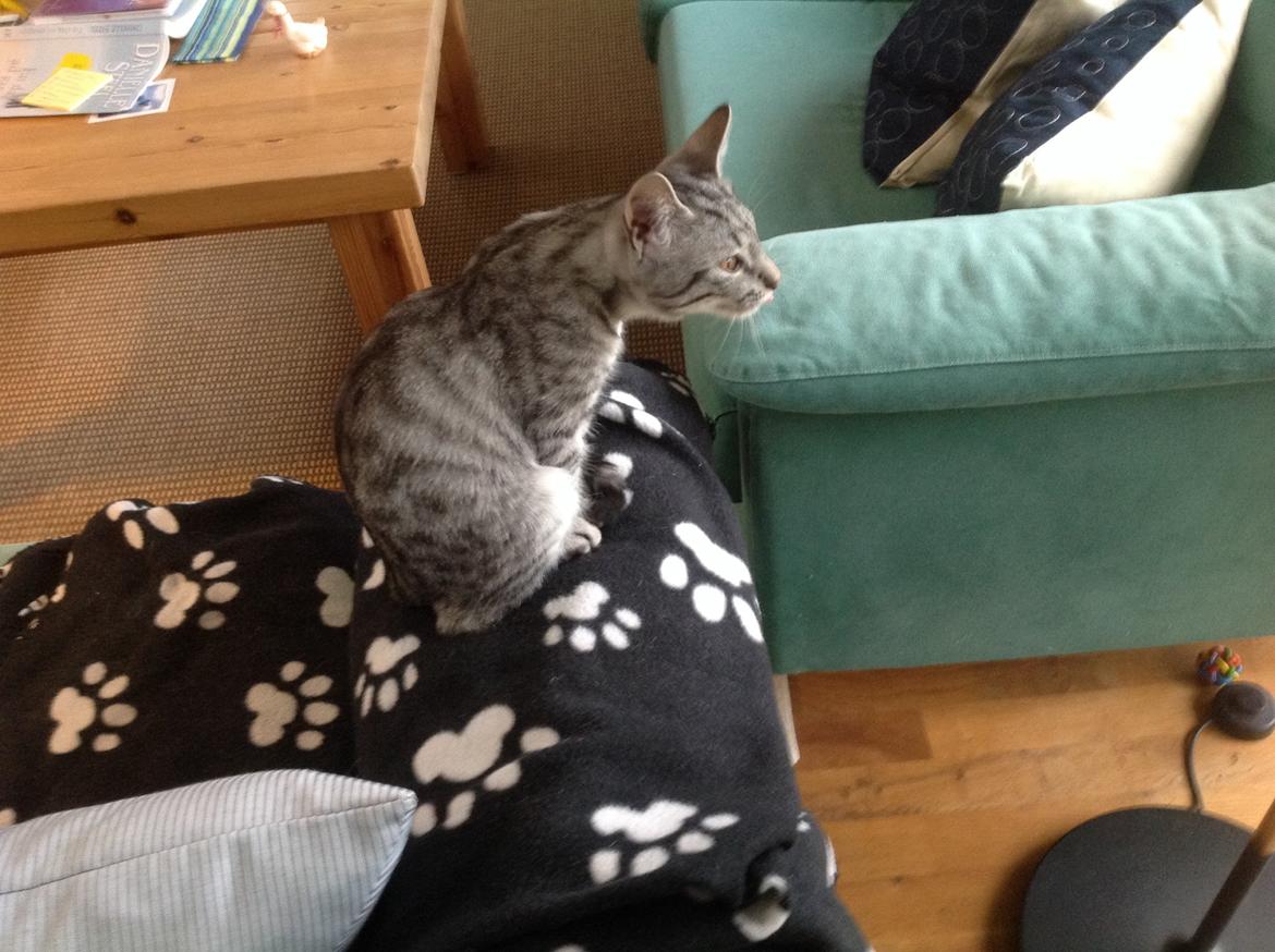 Europé Alex billede 5