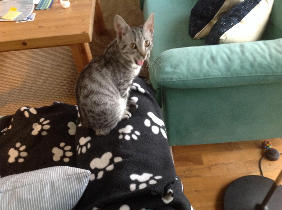 Europé Alex billede 4