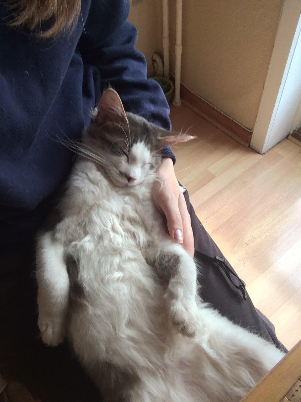 Blanding af racer Sofus billede 37