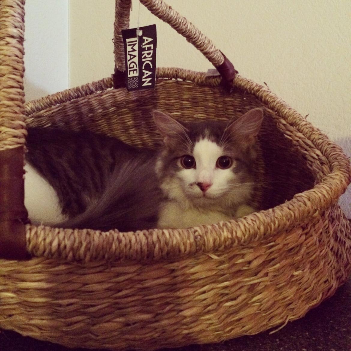 Blanding af racer Sofus billede 3