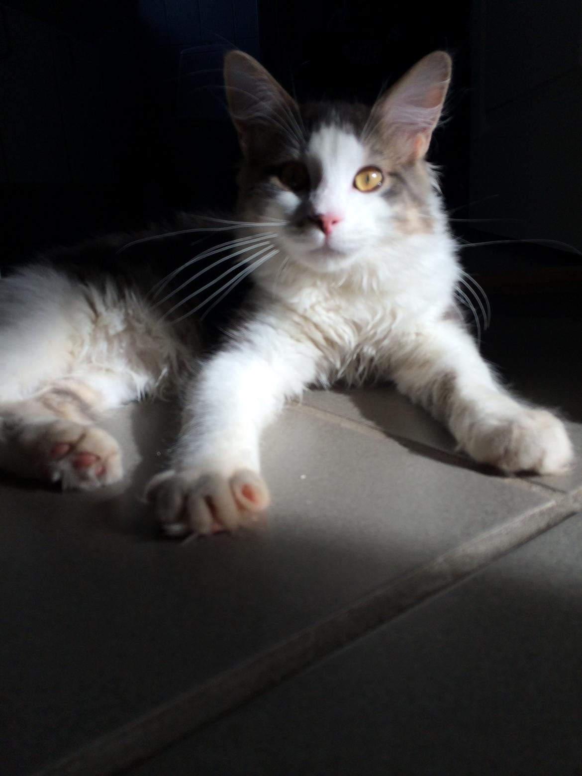 Blanding af racer Sofus billede 38