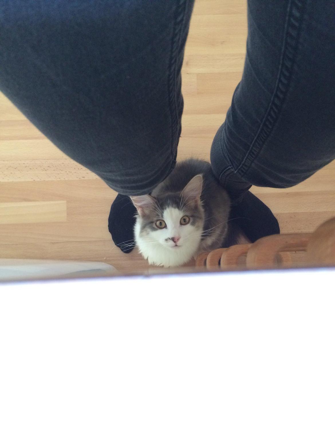 Blanding af racer Sofus billede 4