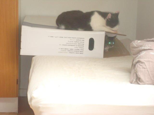 Huskat Sisse billede 8