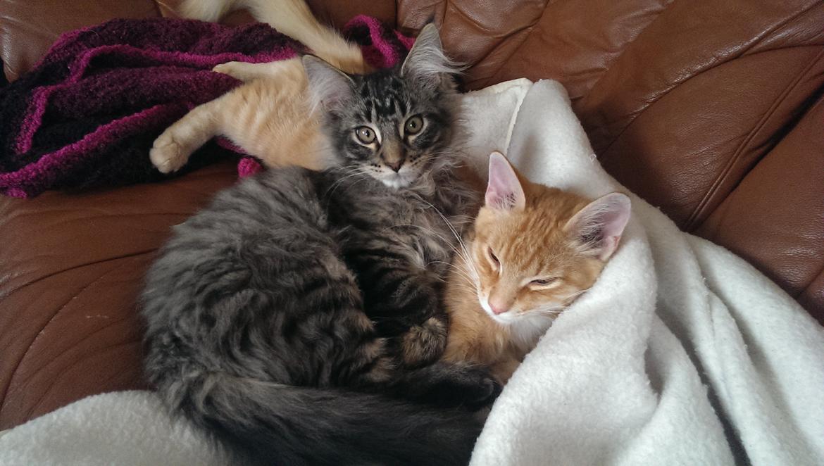 Maine Coon Bailey - Der er ikke noget bedre end at putte med bedste vennen påp sofaen. billede 20