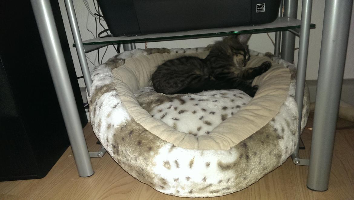 Maine Coon Bailey - Beileys ynglingssted. I kurven på anlæg reolen billede 22