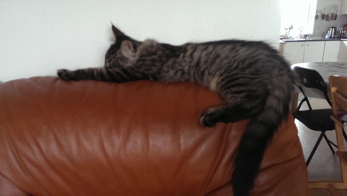 Maine Coon Bailey - Slænger sig på sofaryggen billede 23