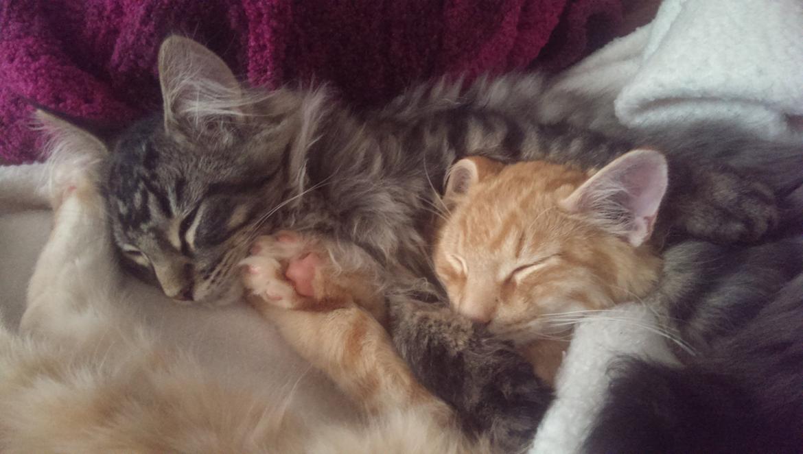 Maine Coon Bailey - Bayley hygger med sin bedste ven Gizmo (også oprettet) billede 19