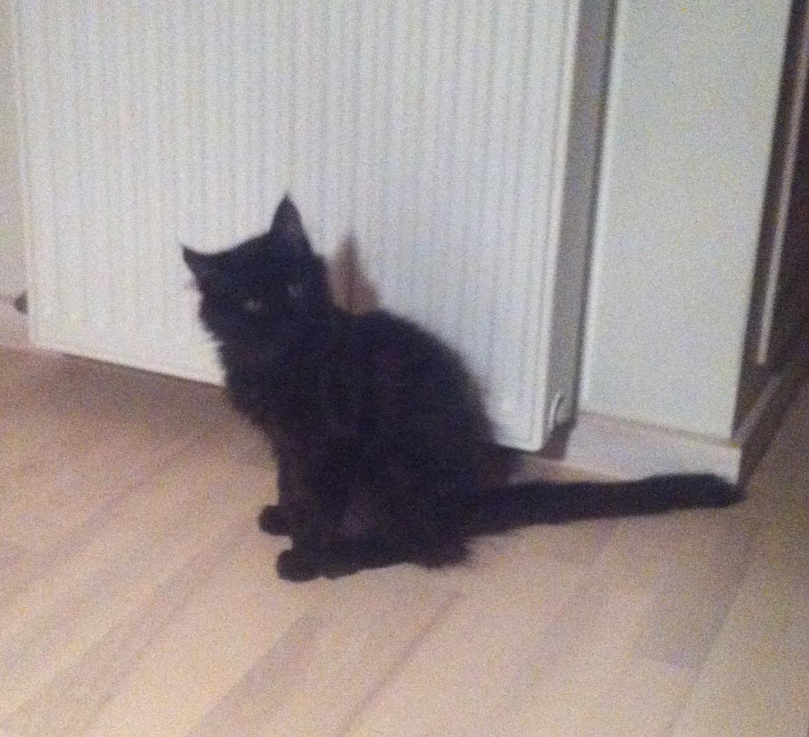 Maine Coon Maximillian billede 1