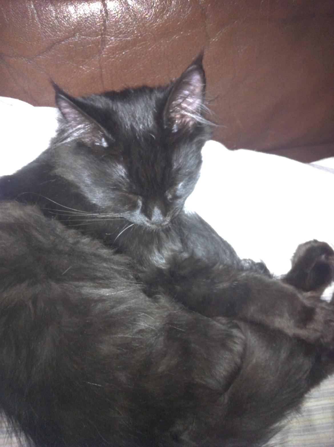 Maine Coon Maximillian billede 3