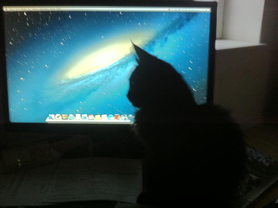 Maine Coon Maximillian - Mac Mis :-) billede 4