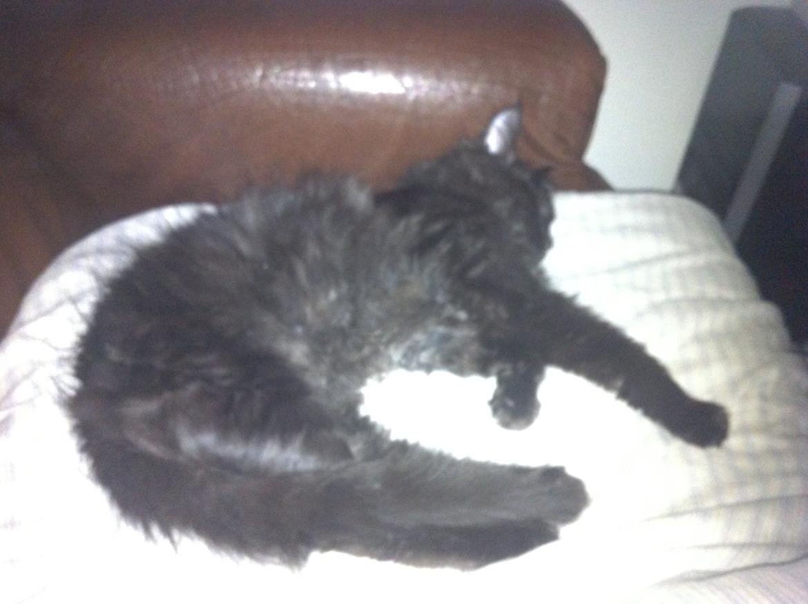 Maine Coon Maximillian billede 2