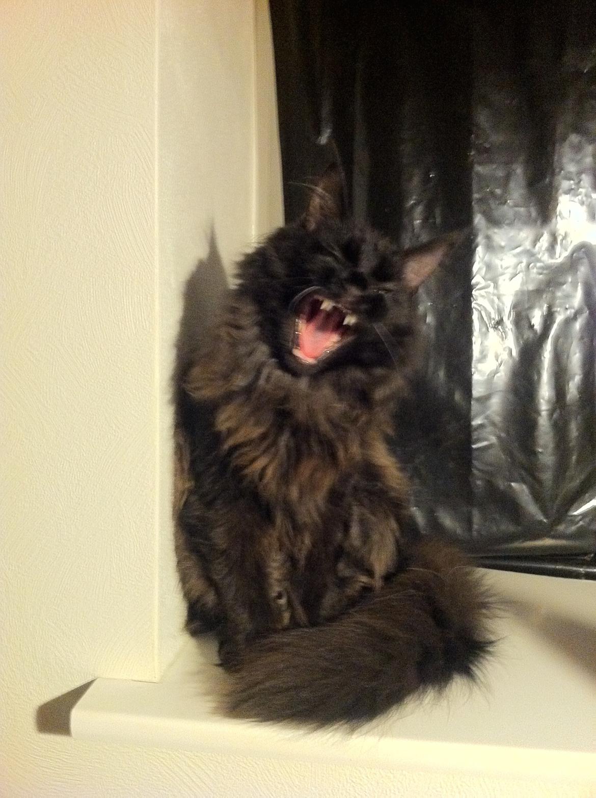 Maine Coon Maximillian - Grrr . . . jeg er farlig :-) billede 5