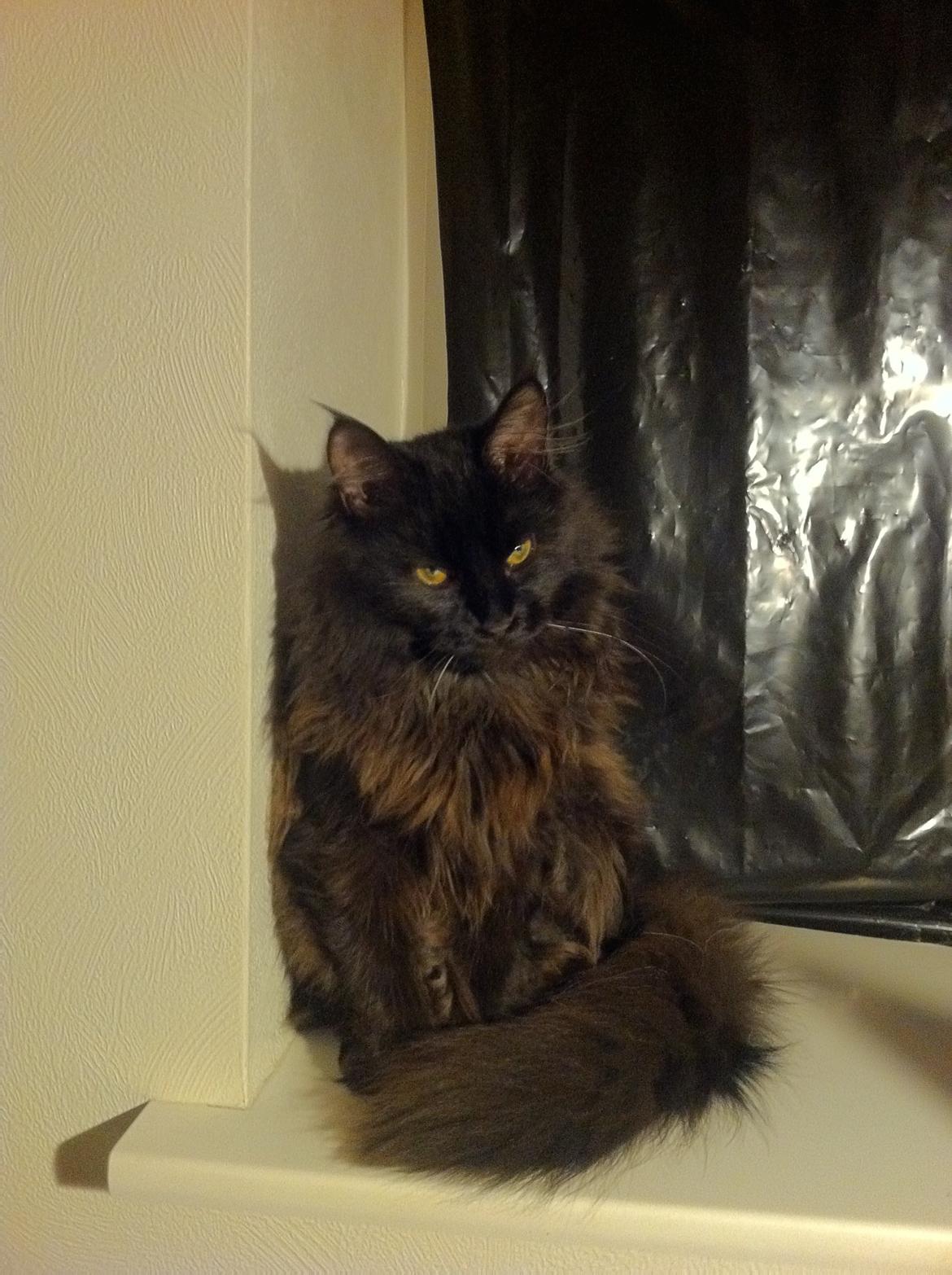 Maine Coon Maximillian billede 6