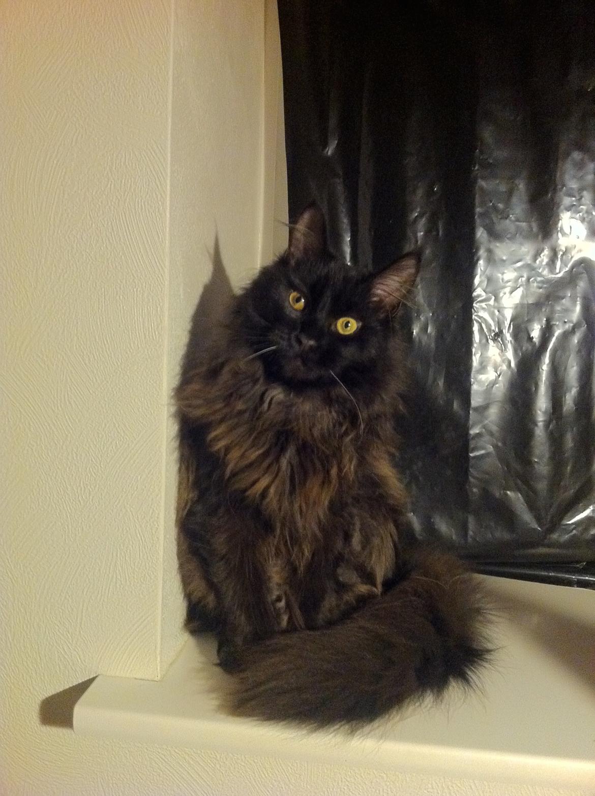 Maine Coon Maximillian billede 7