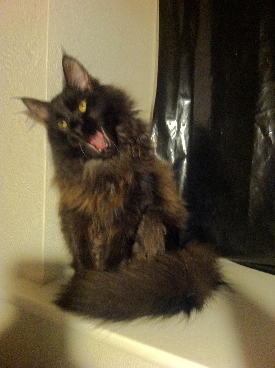 Maine Coon Maximillian billede 8