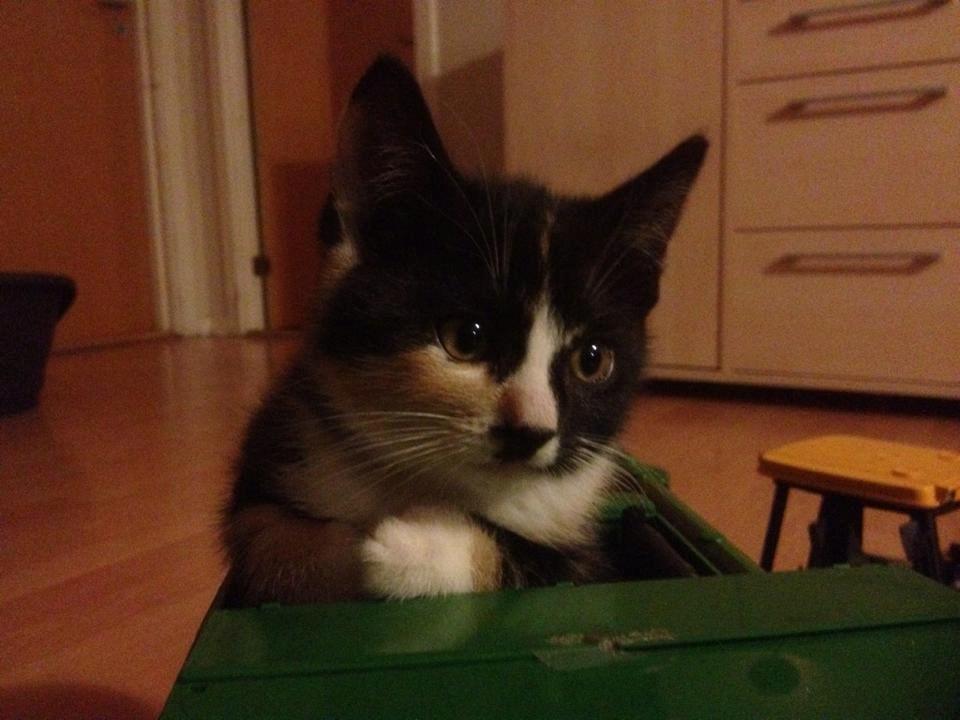 Huskat Pusle *RIP* billede 2