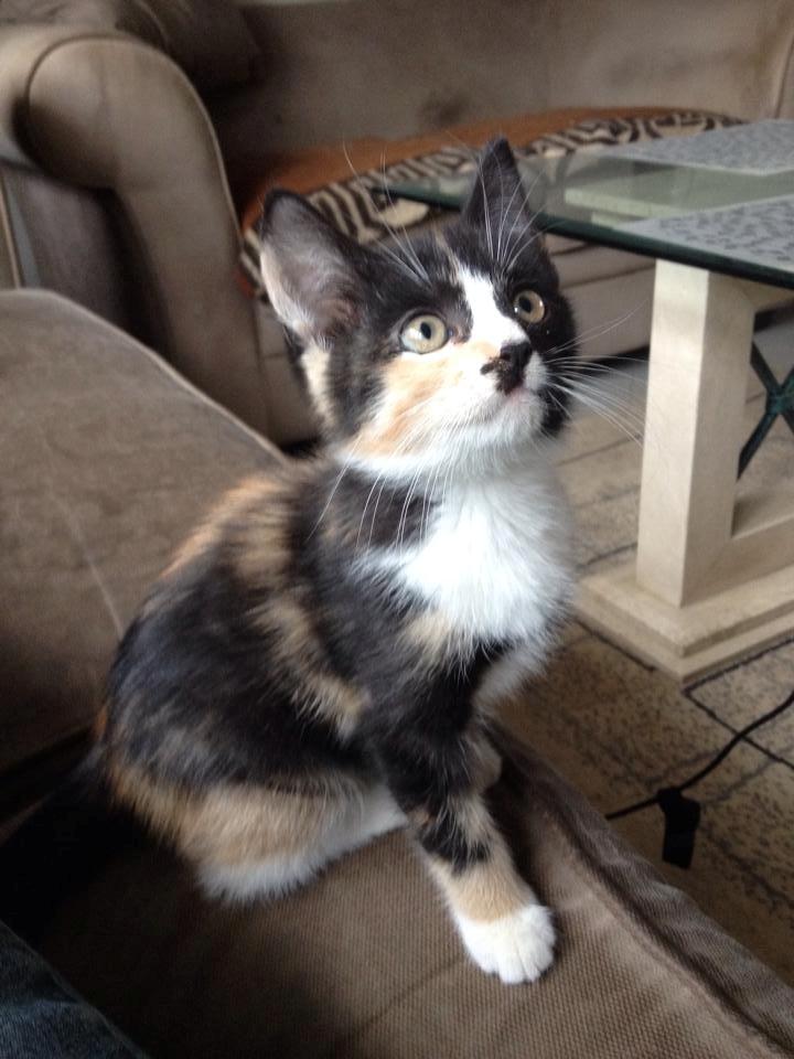 Huskat Pusle *RIP* billede 4