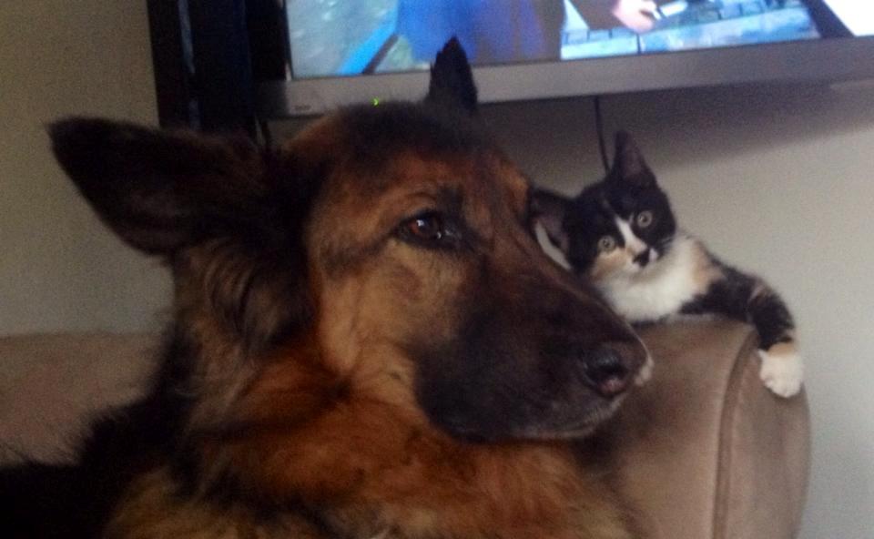 Huskat Pusle *RIP* billede 3