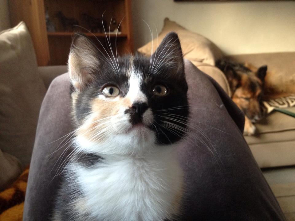 Huskat Pusle *RIP* billede 6