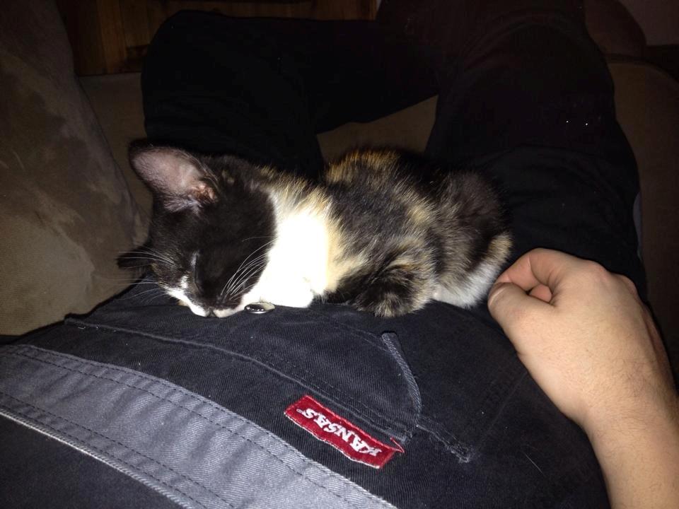 Huskat Pusle *RIP* - Lige ankommet faldt hun i søvn billede 7