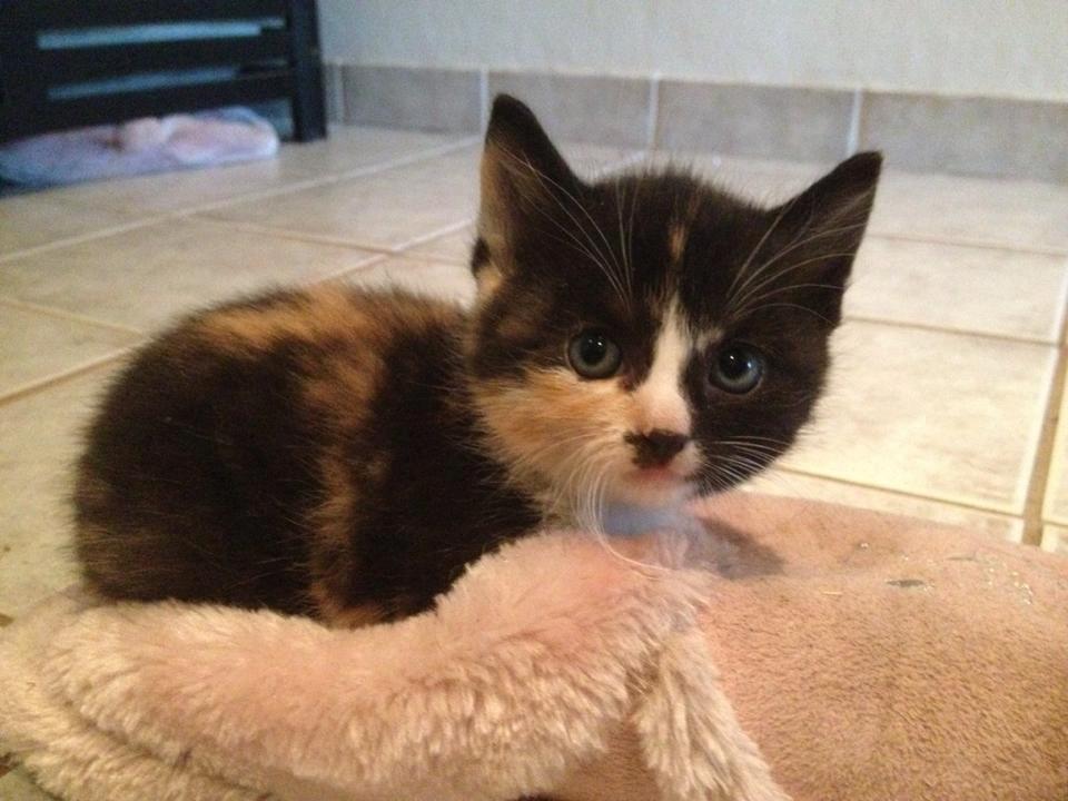 Huskat Pusle *RIP* - Ved avler billede 8