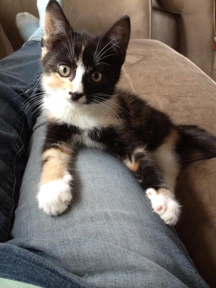 Huskat Pusle *RIP* billede 9