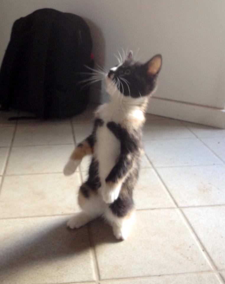 Huskat Pusle *RIP* billede 11