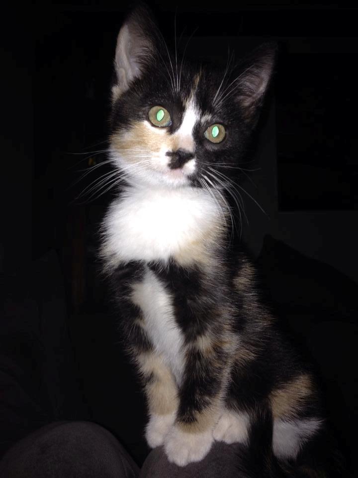 Huskat Pusle *RIP* billede 12