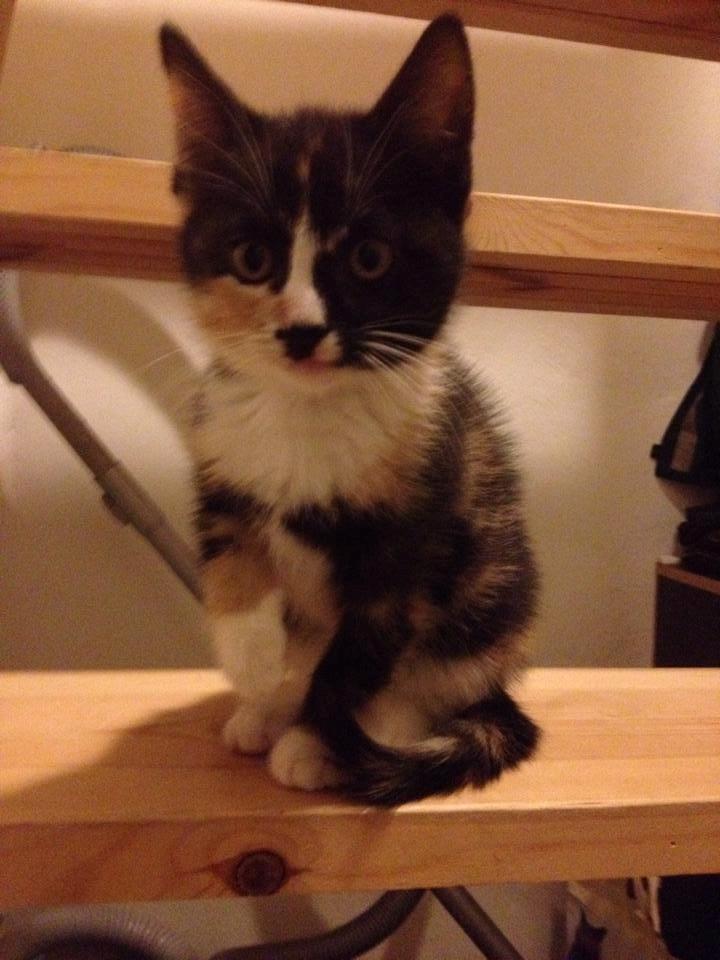 Huskat Pusle *RIP* billede 13