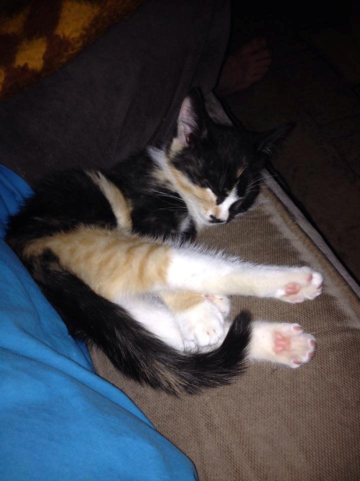 Huskat Pusle *RIP* billede 5