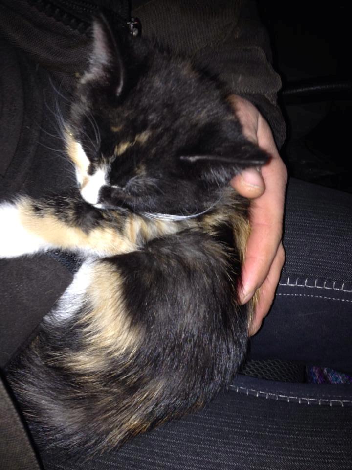 Huskat Pusle *RIP* - På vej hjem med hende. billede 15