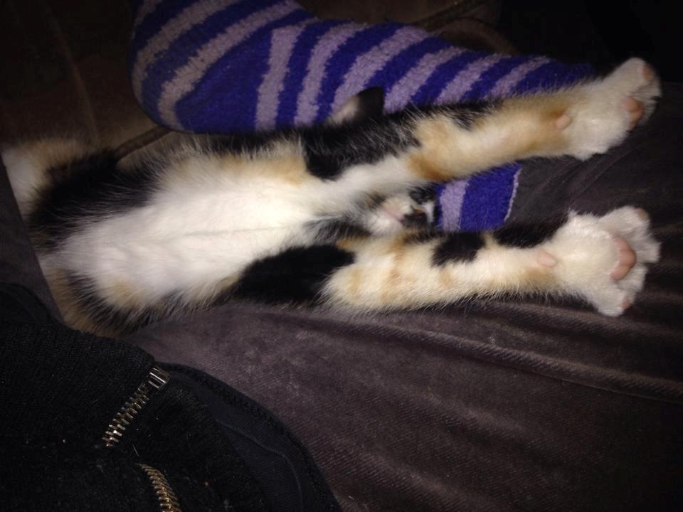 Huskat Pusle *RIP* billede 17