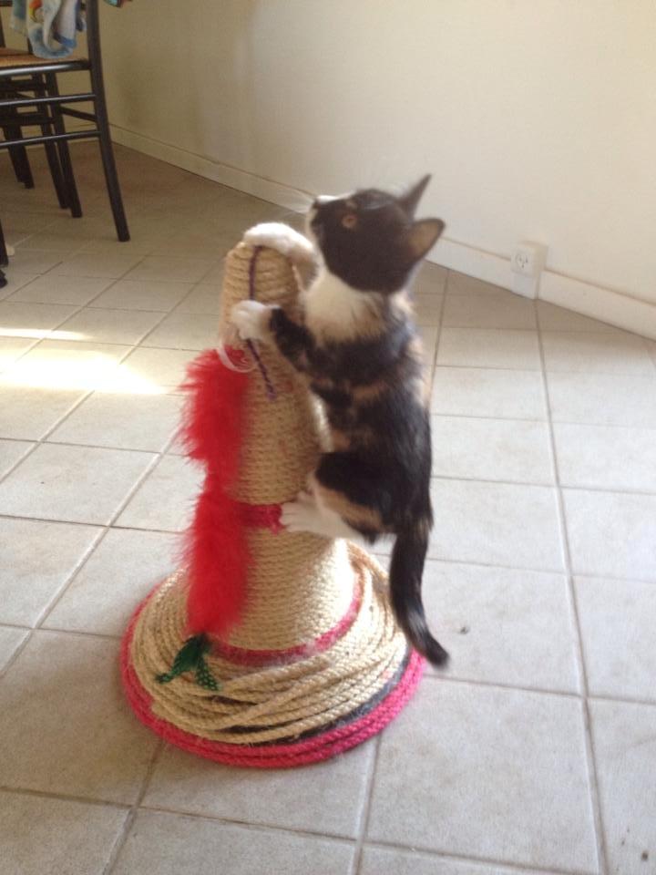 Huskat Pusle *RIP* billede 18