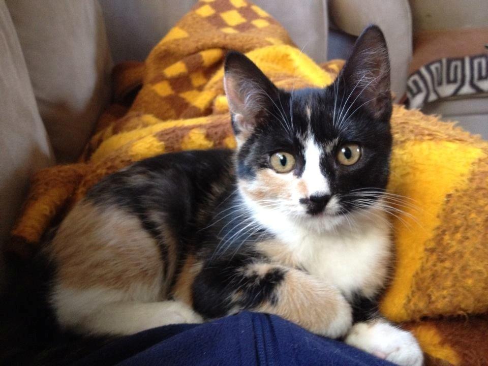 Huskat Pusle *RIP* billede 1