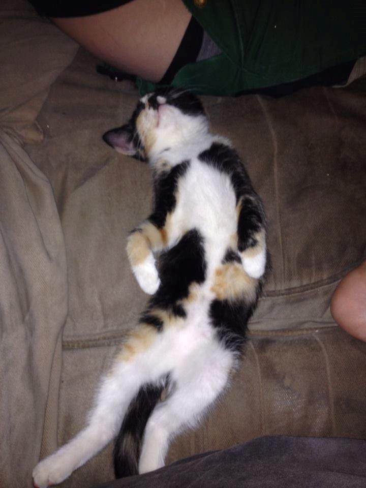 Huskat Pusle *RIP* billede 14