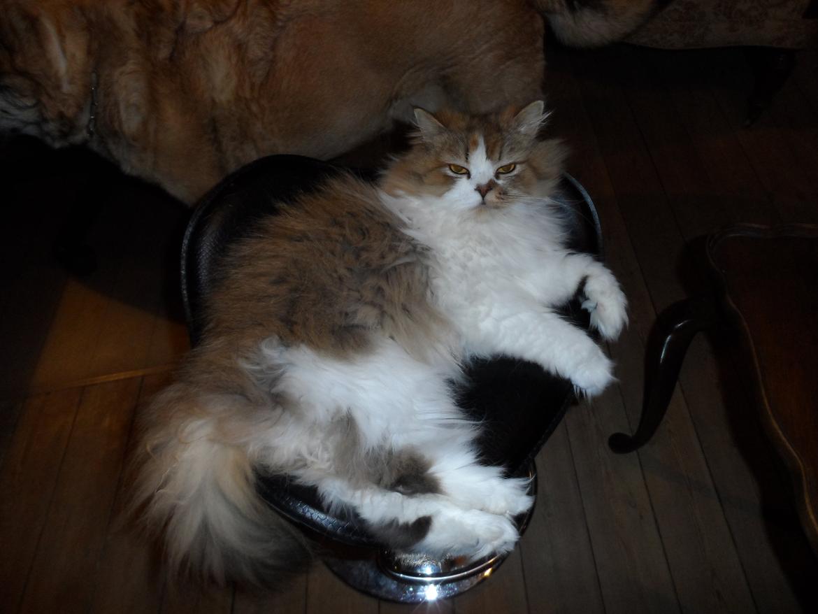 Selkirk Rex  Pjuske billede 15