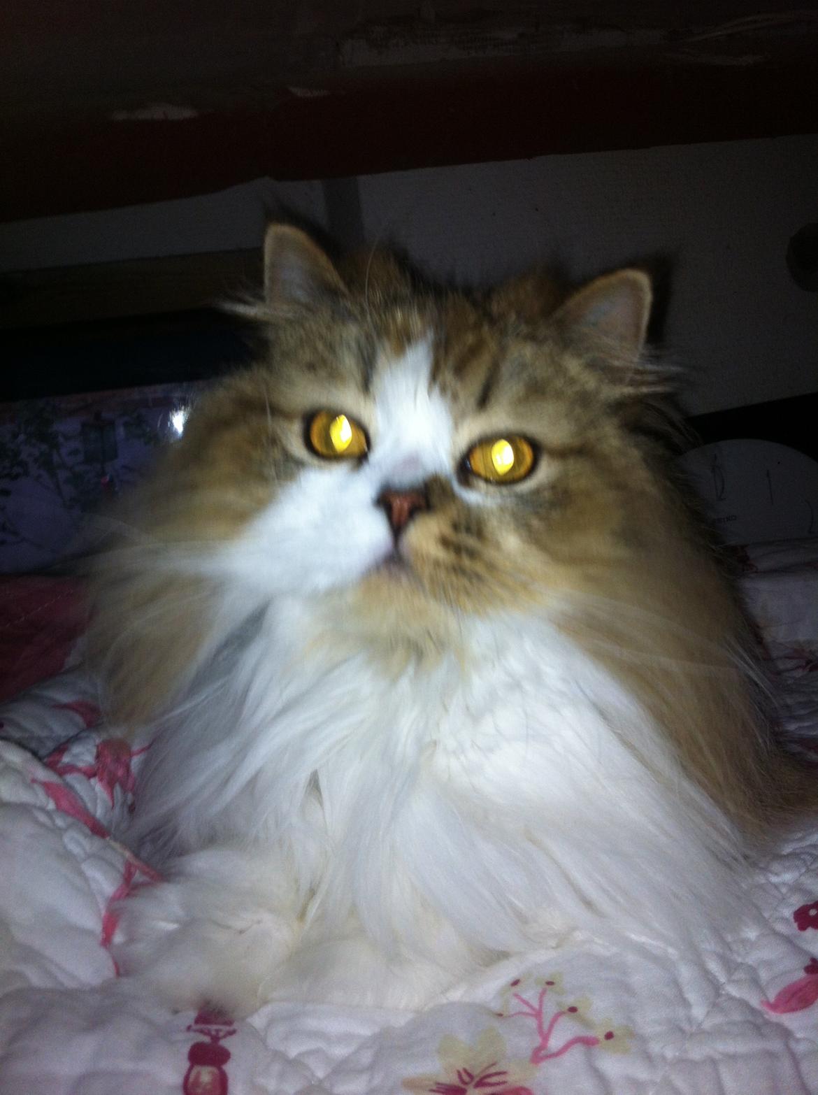 Selkirk Rex  Pjuske billede 16