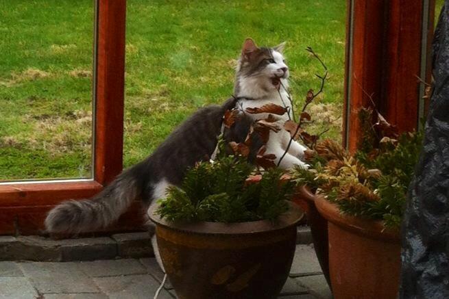 Blanding af racer Sofus billede 2