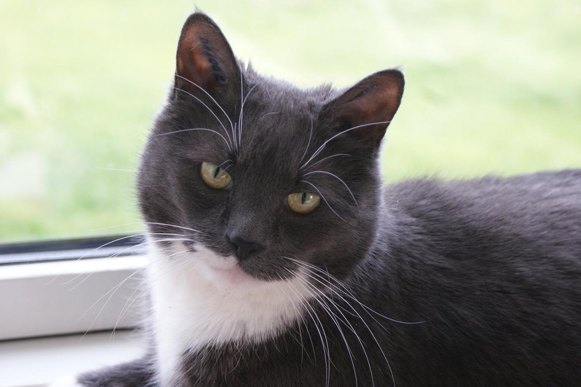 Huskat Homer - Homer :) billede 1