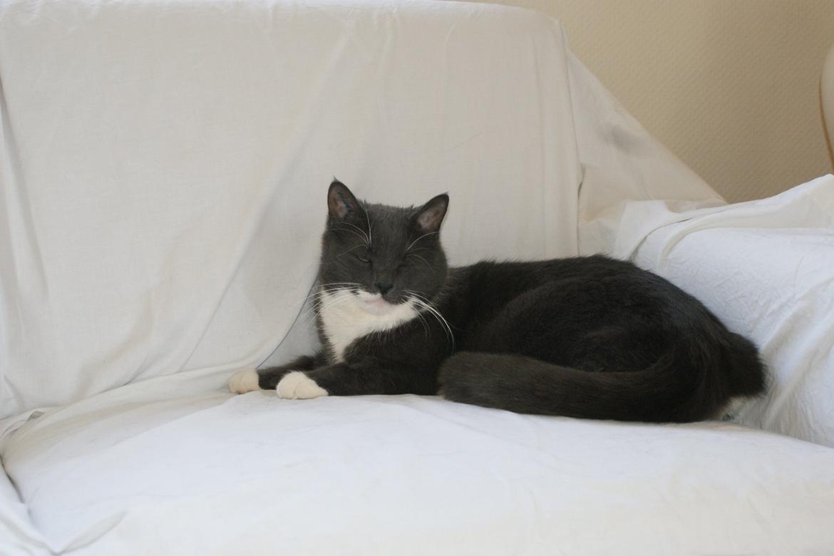 Huskat Homer - Homer i sofaen billede 2