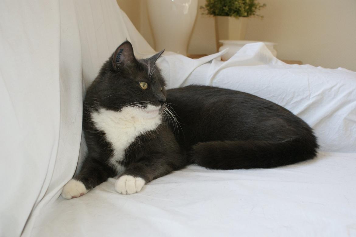 Huskat Homer billede 3