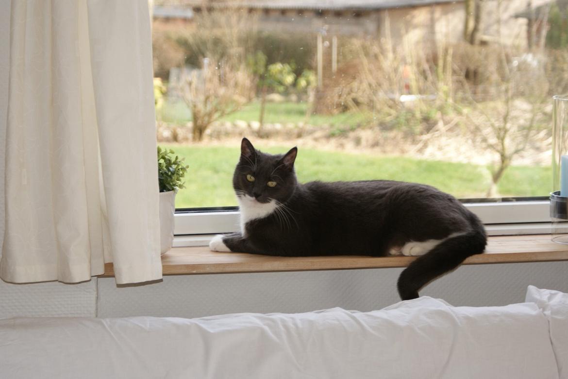 Huskat Homer billede 4