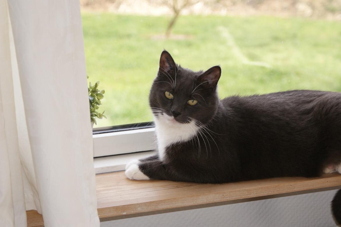 Huskat Homer billede 5