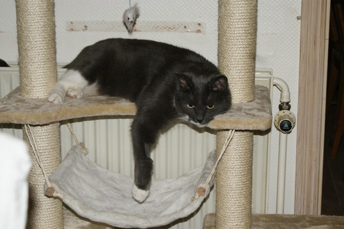 Huskat Homer - Homer på kradsetræ "miljøet" billede 6