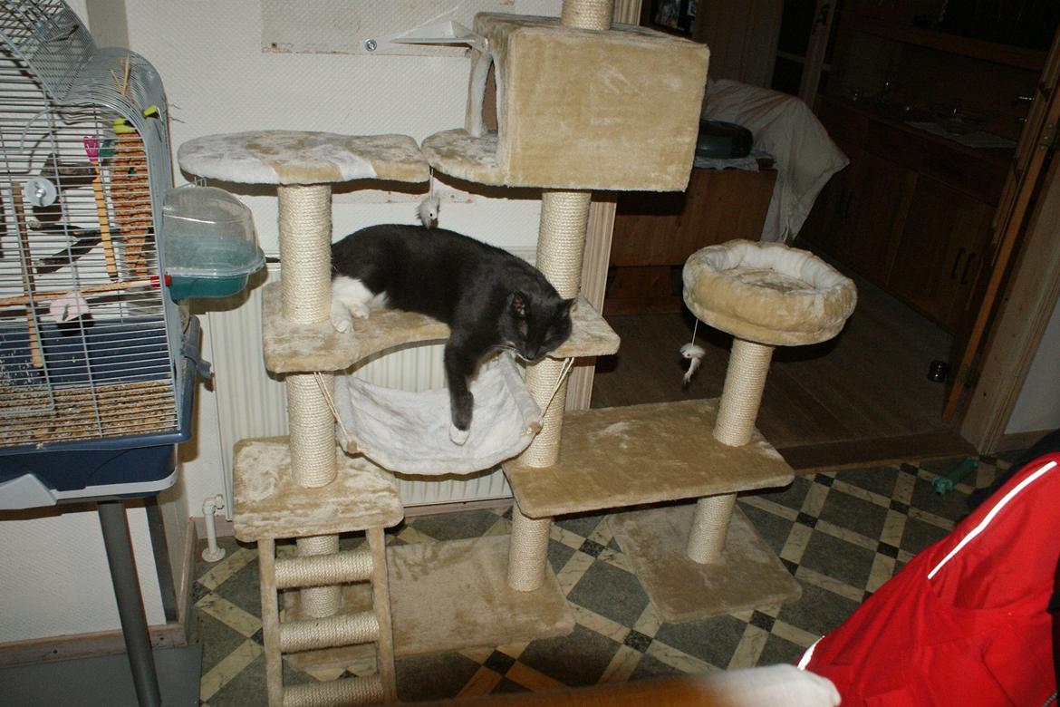 Huskat Homer billede 7