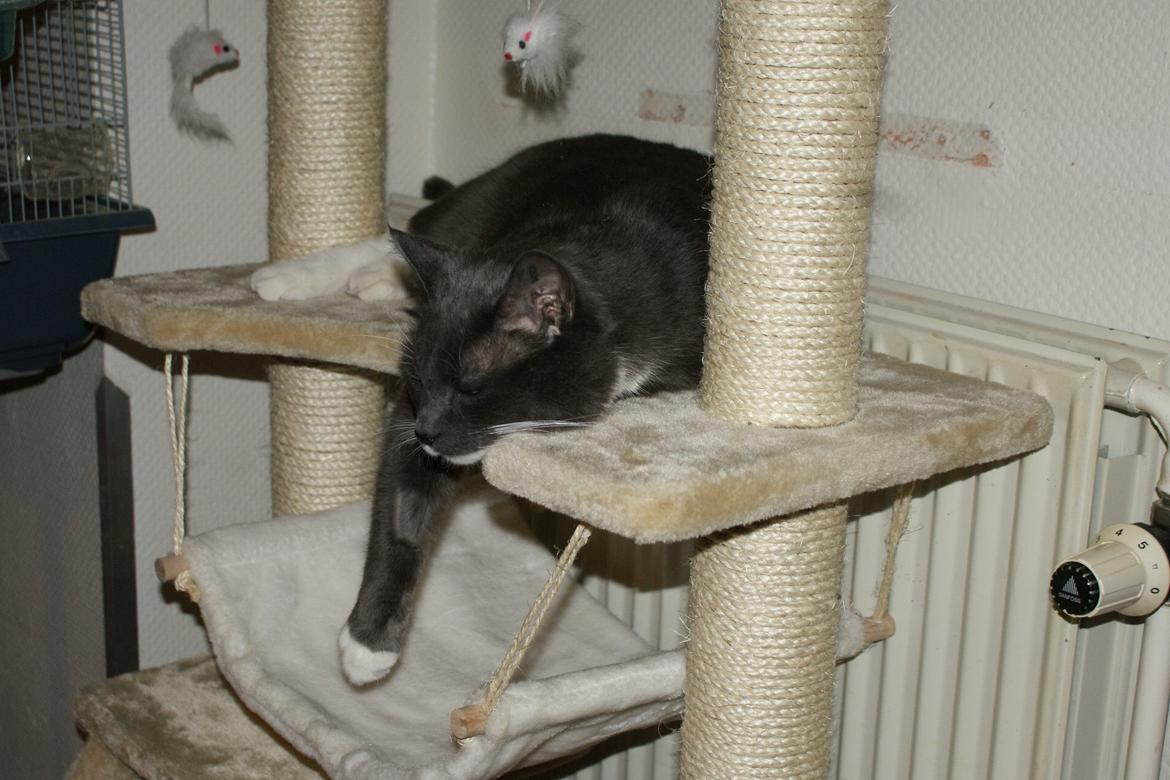 Huskat Homer billede 8